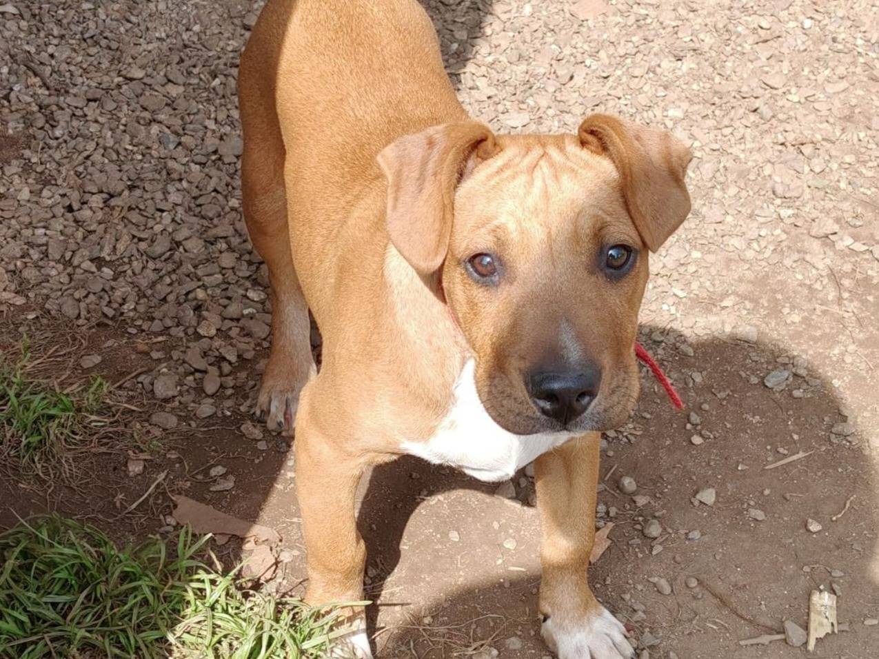 Adozione cane, maschio, Razza sconosciuta Razza sconosciuta, 5 mesi, taglia media, Milano