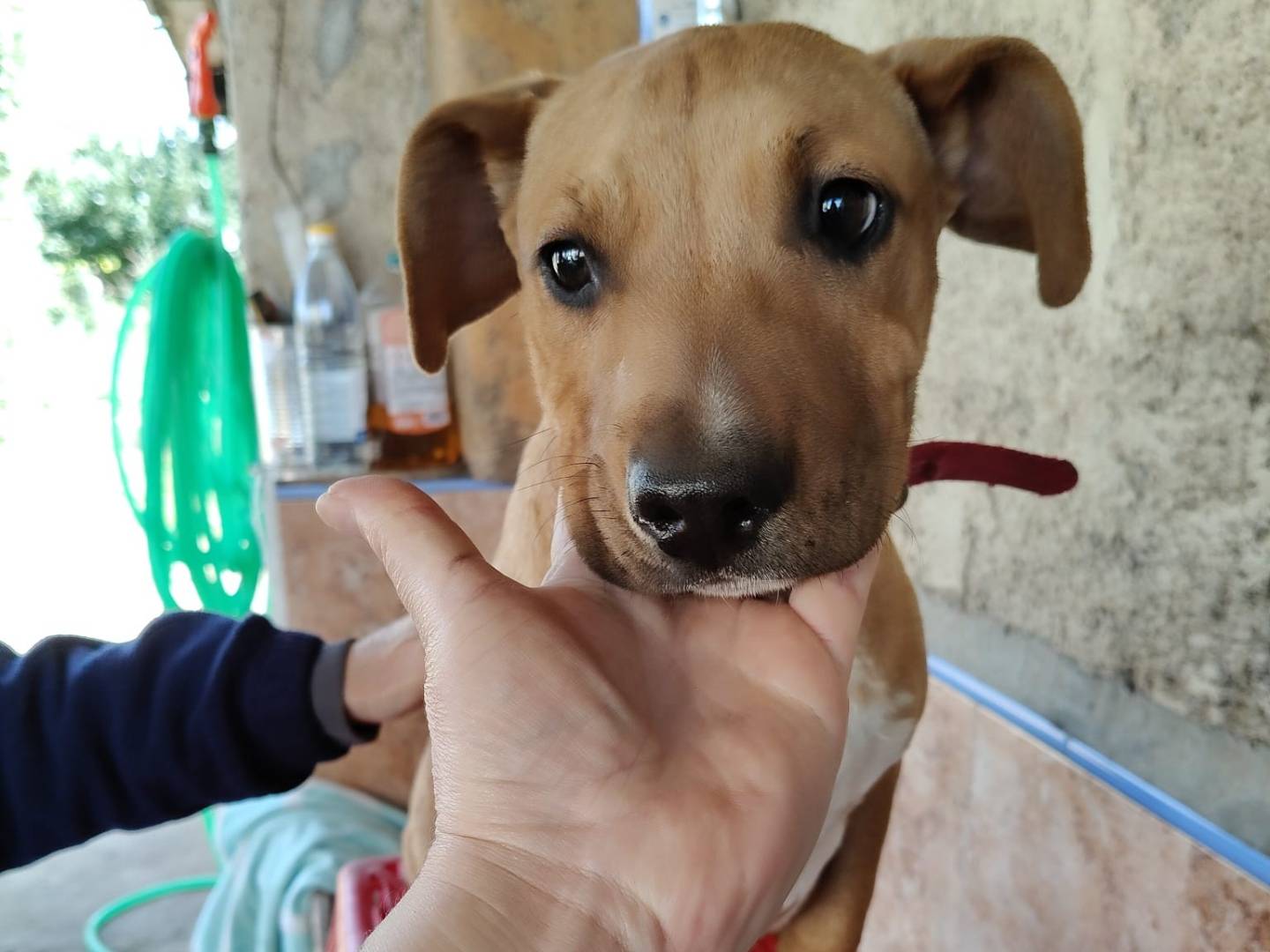 Adotta un cane, taglia media, maschio, Milano