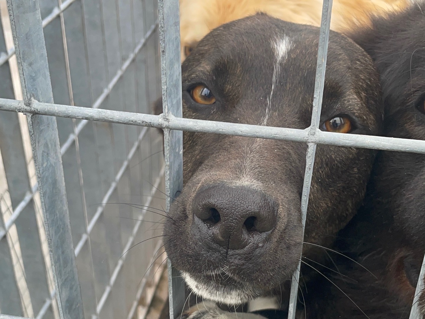 Adotta un cane, taglia media, femmina, Benevento