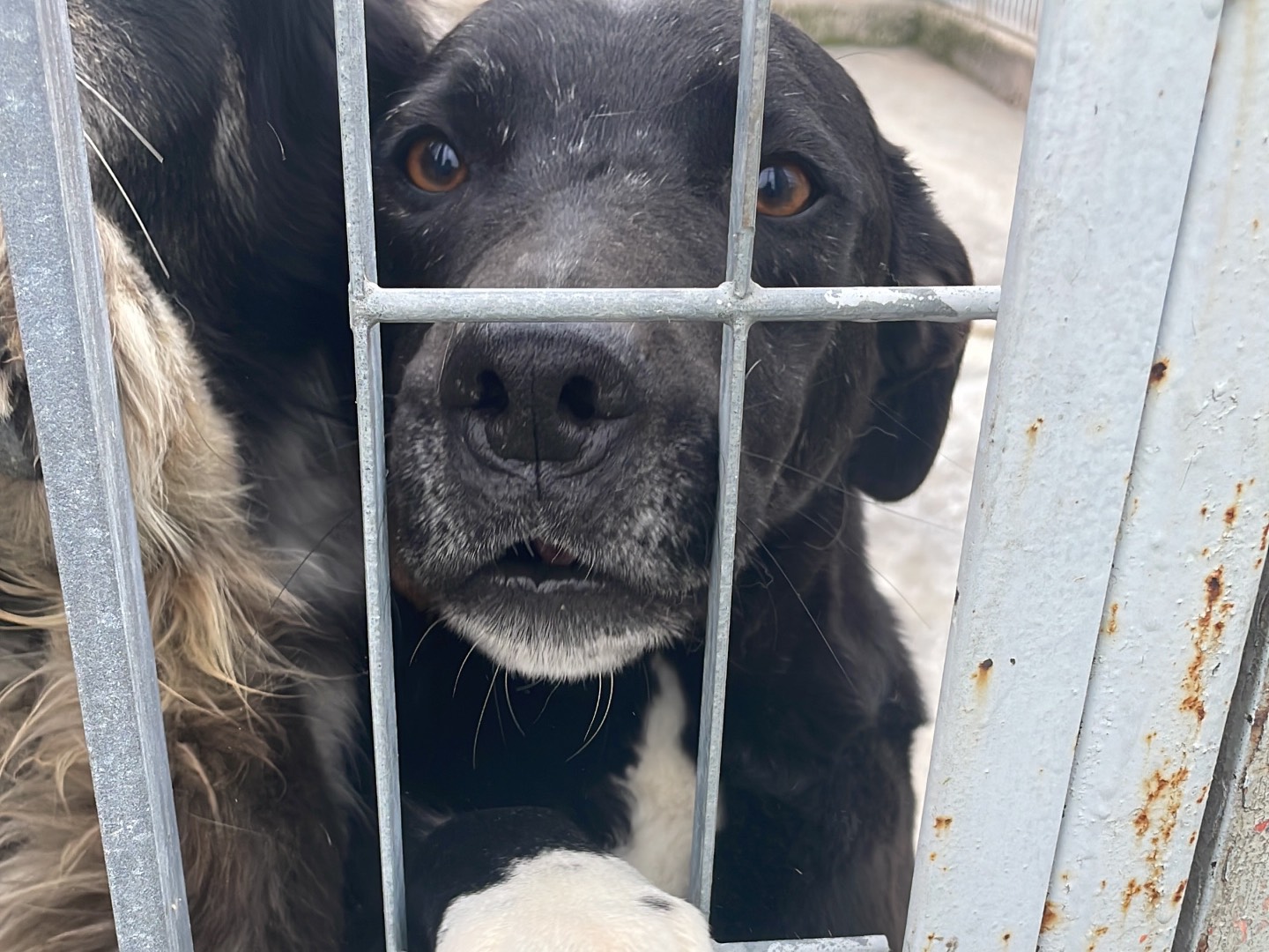 Vuoi adottare un cane a Benevento?