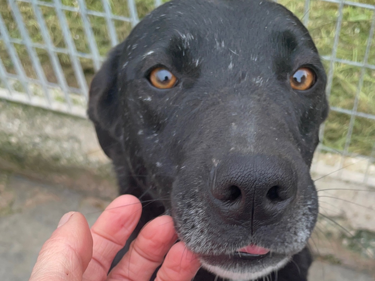 Adotta un cane, femmina, 4 anni e 9 mesi, Benevento