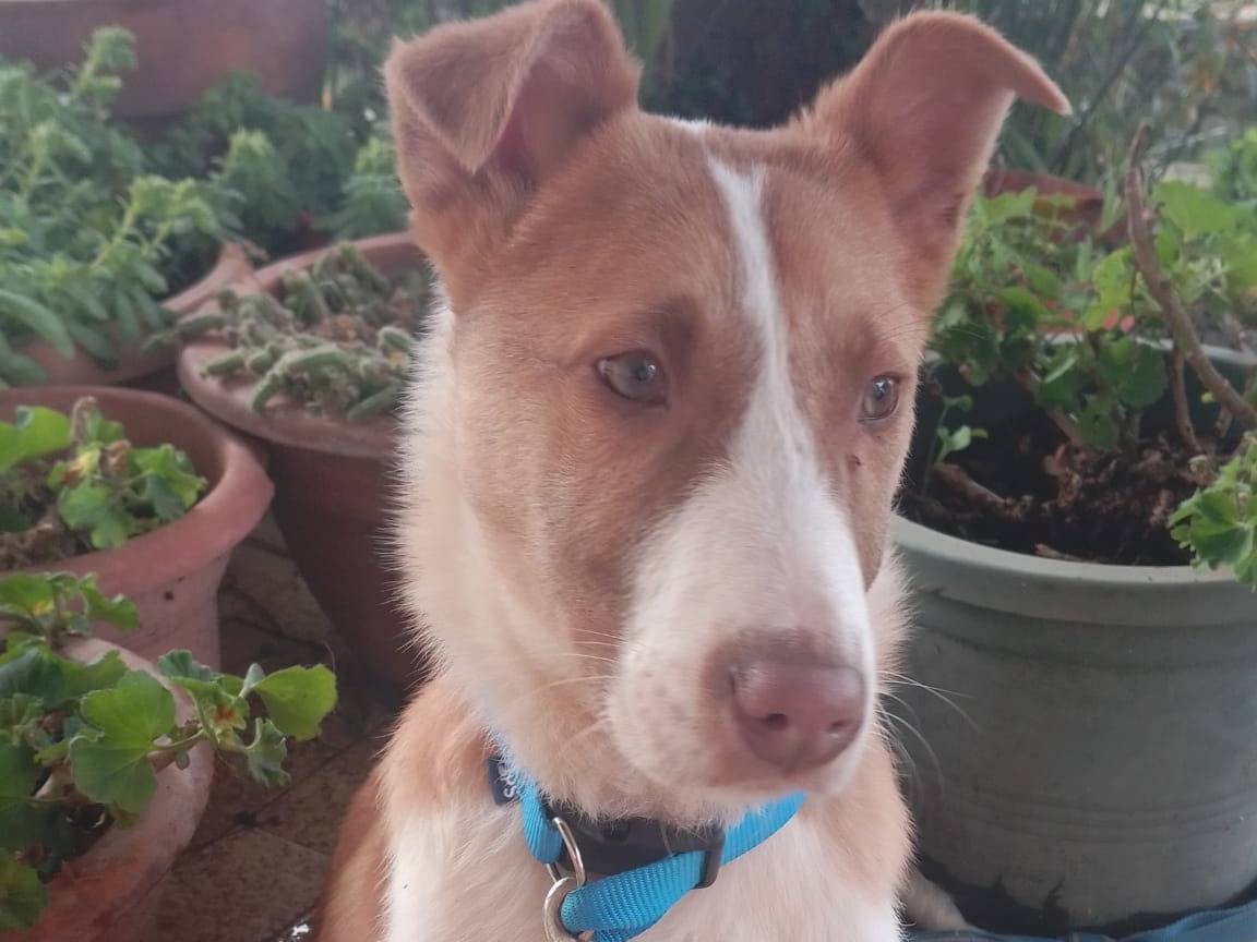 Adozione cane, maschio, Razza sconosciuta Razza sconosciuta, 6 mesi, taglia media, Avellino