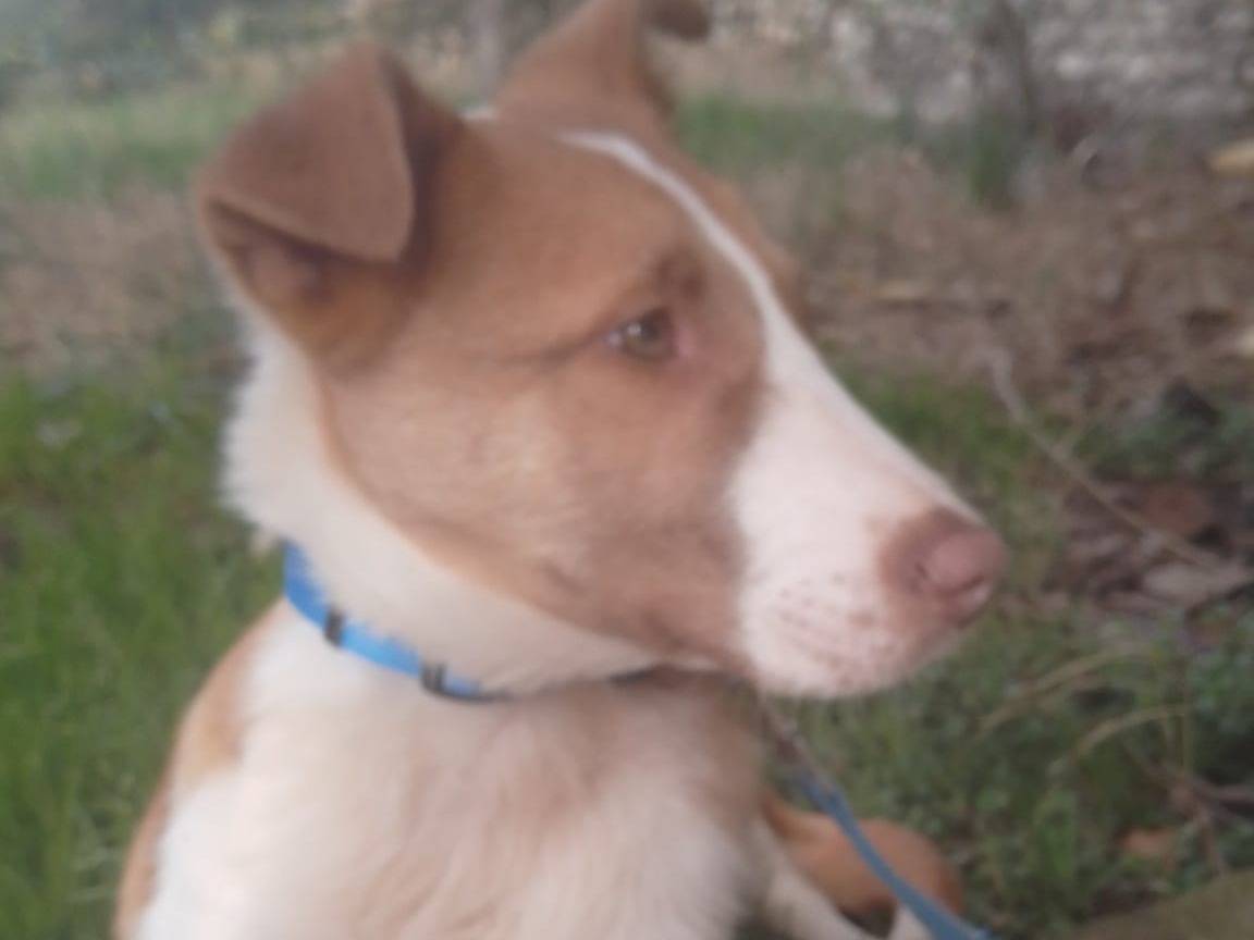 Adotta un cane, maschio, 6 mesi, Avellino