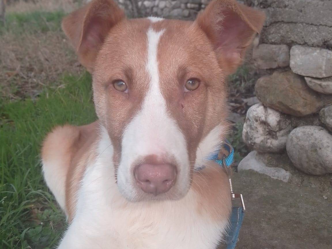 Adotta un cane, taglia media, maschio, Avellino