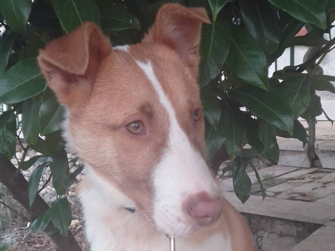 Vuoi adottare un cane a Avellino?