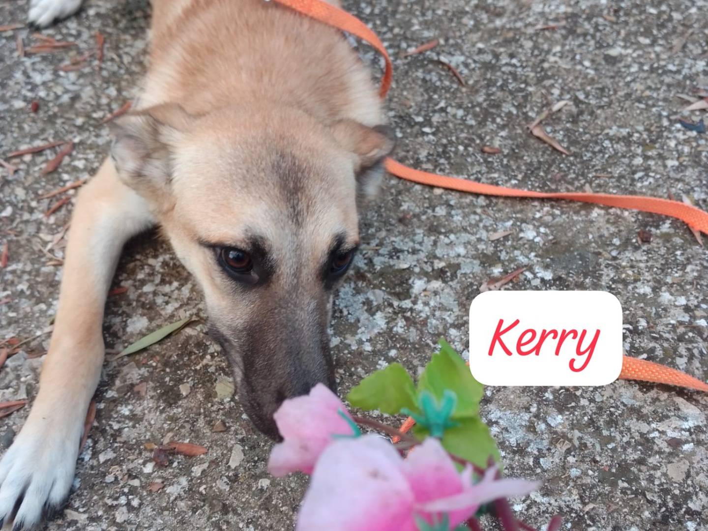 Adozione cane, femmina, Razza sconosciuta Razza sconosciuta, 11 mesi, taglia media, Avellino