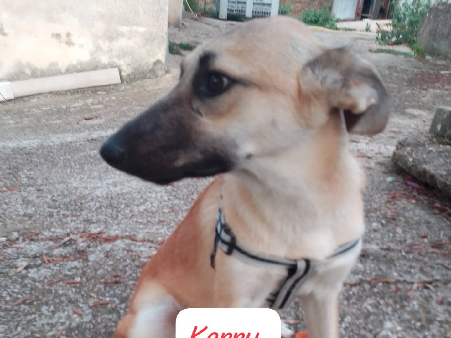 Adotta un cane, femmina, 11 mesi, Avellino