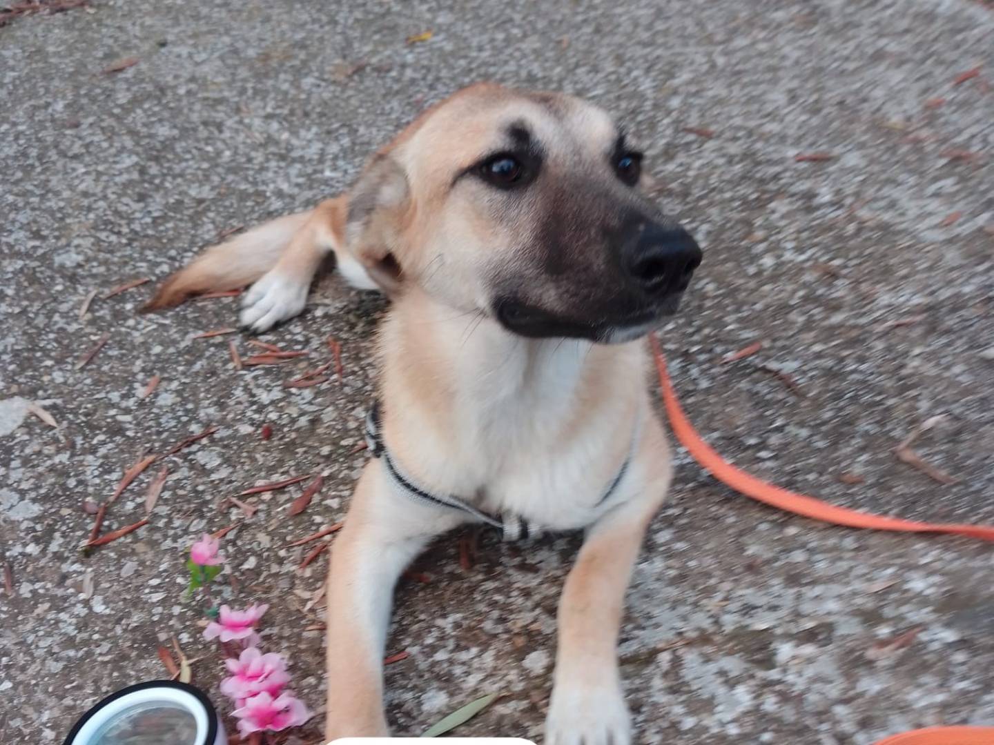 Adotta un cane, taglia media, femmina, Avellino