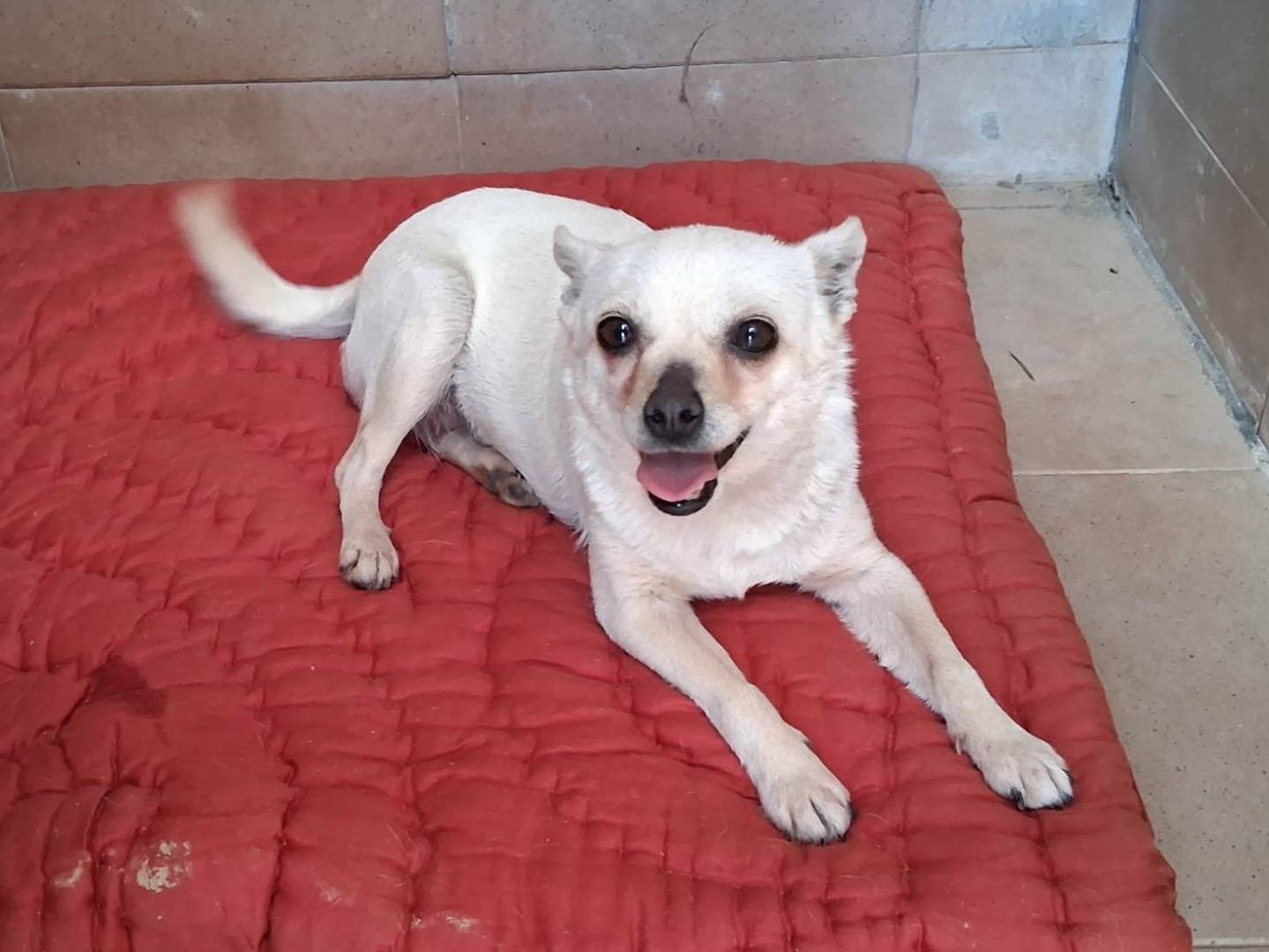 Adozione cane, femmina, Razza sconosciuta Razza sconosciuta, 4 anni e 4 mesi, taglia piccola, Bologna