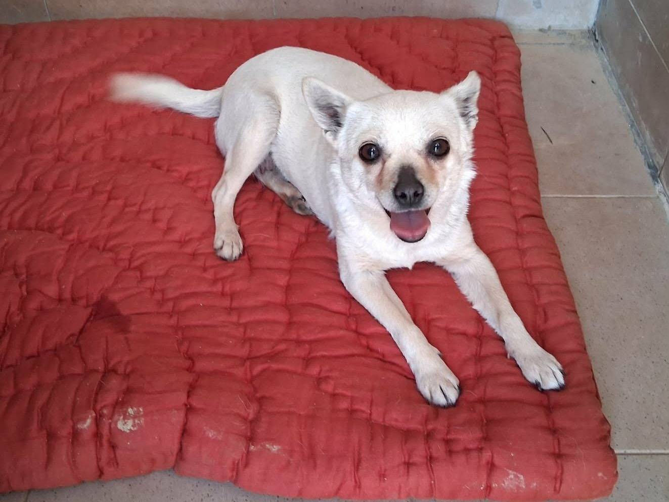 Adotta un cane, femmina, 4 anni e 4 mesi, Bologna