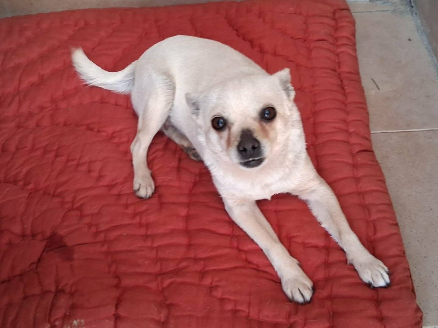 Adotta un cane, taglia piccola, femmina, Bologna