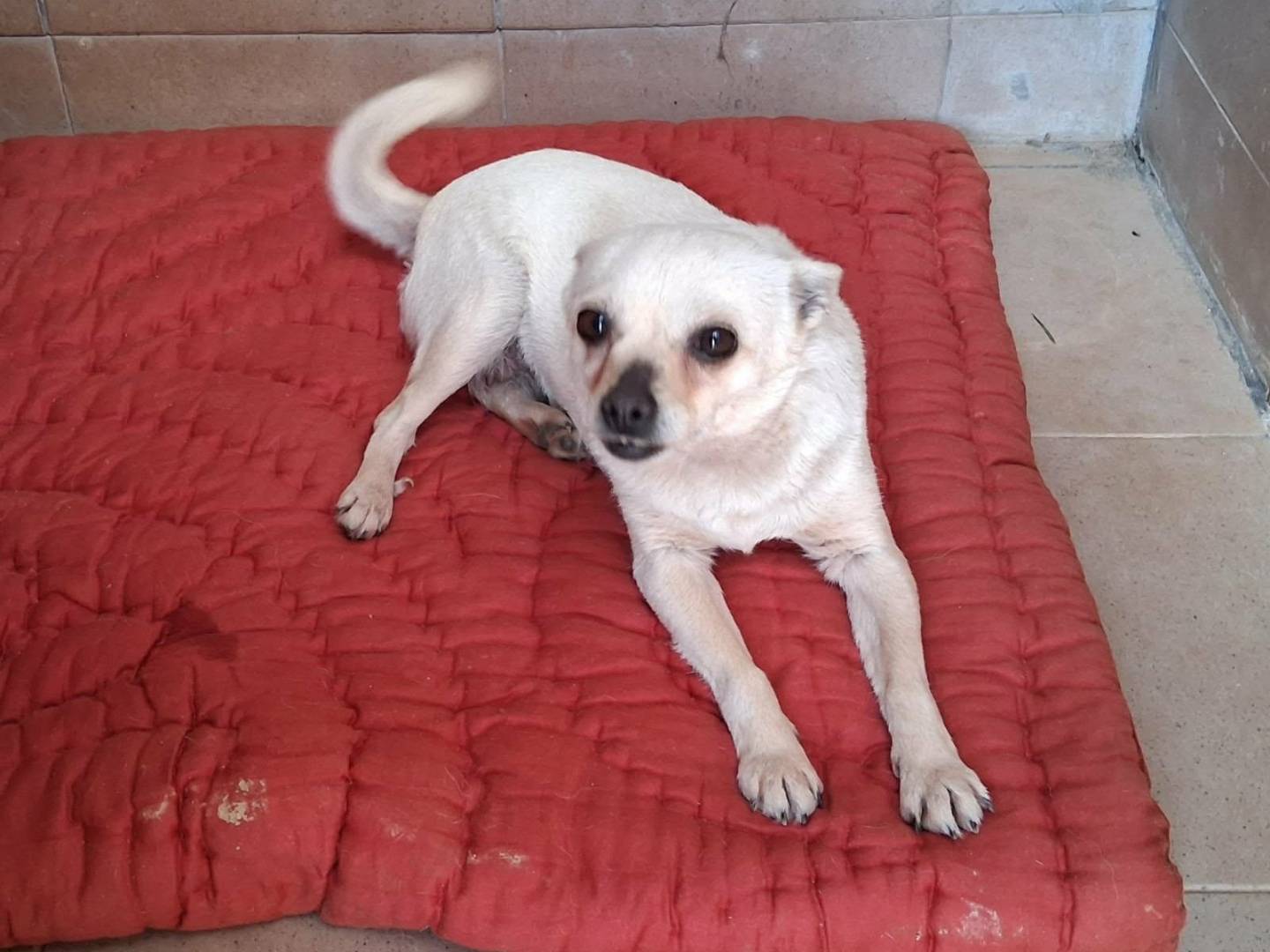 Vuoi adottare un cane a Bologna?