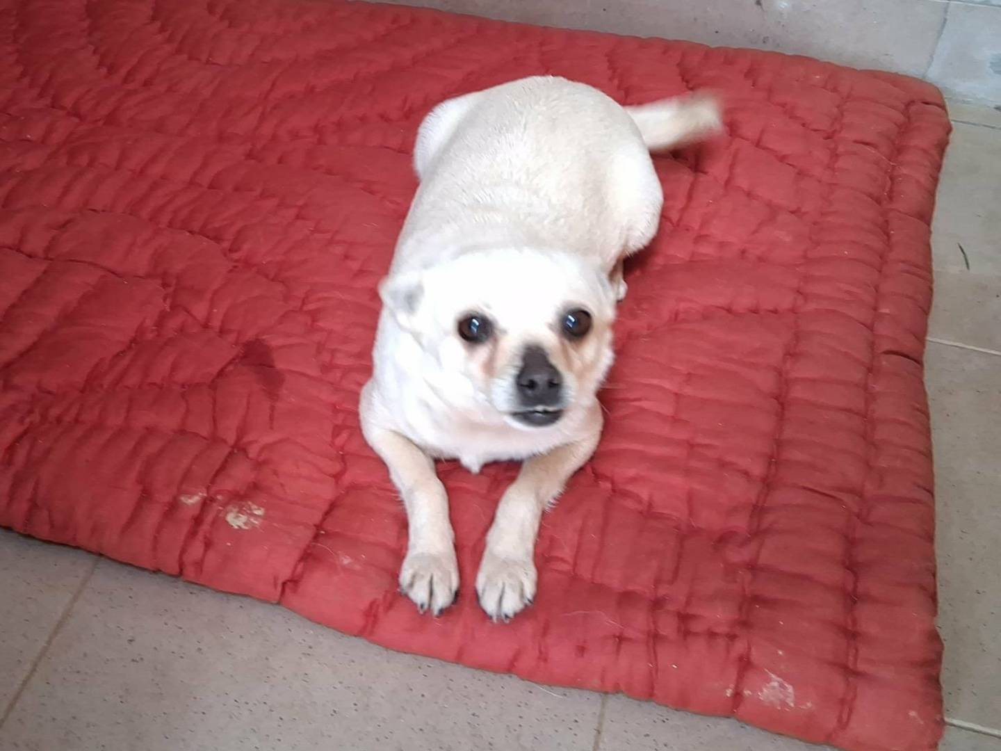 Adotta il cane Lullaby  a Bologna