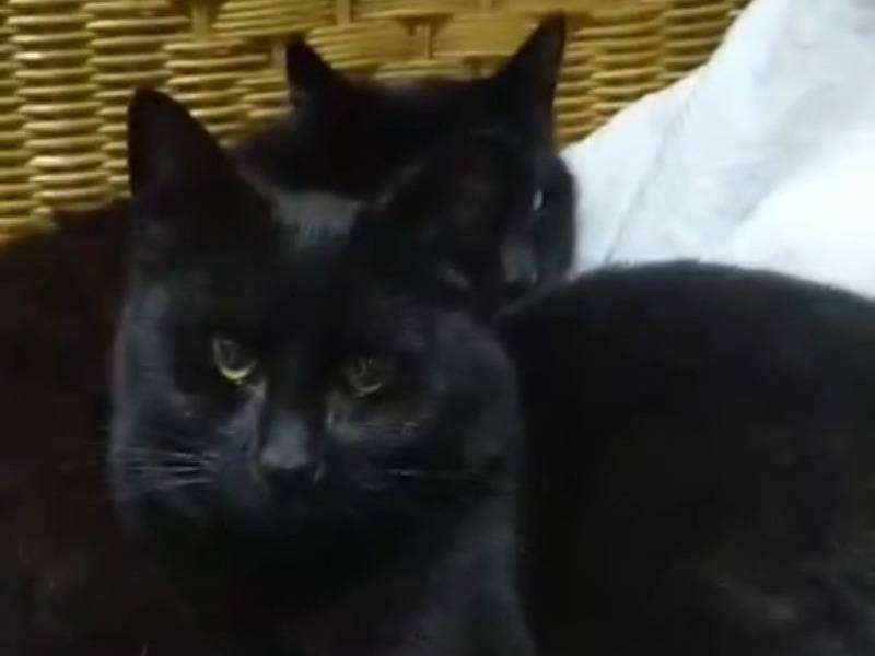 Adozione gatto, femmina, Razza sconosciuta Razza sconosciuta, 7 mesi, taglia non valida, Torino