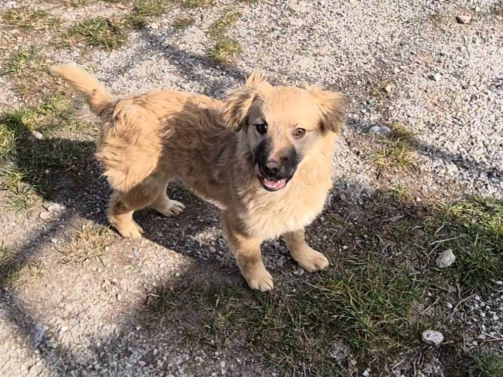 Vuoi adottare un cane a Potenza?