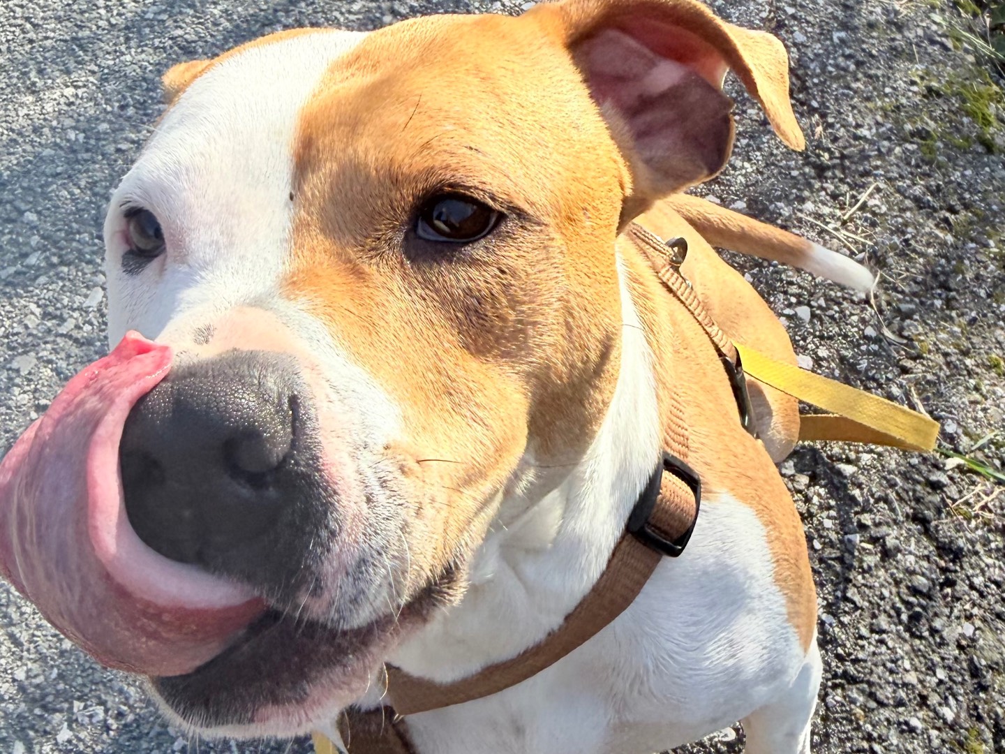 Vuoi adottare un cane a Savona?