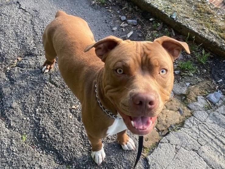 Vuoi adottare un cane a Savona?