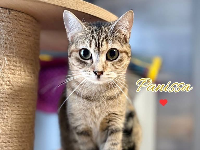 Adozione gatto, femmina, Razza sconosciuta Razza sconosciuta, 1 anno e 1 mese, taglia non valida, Savona