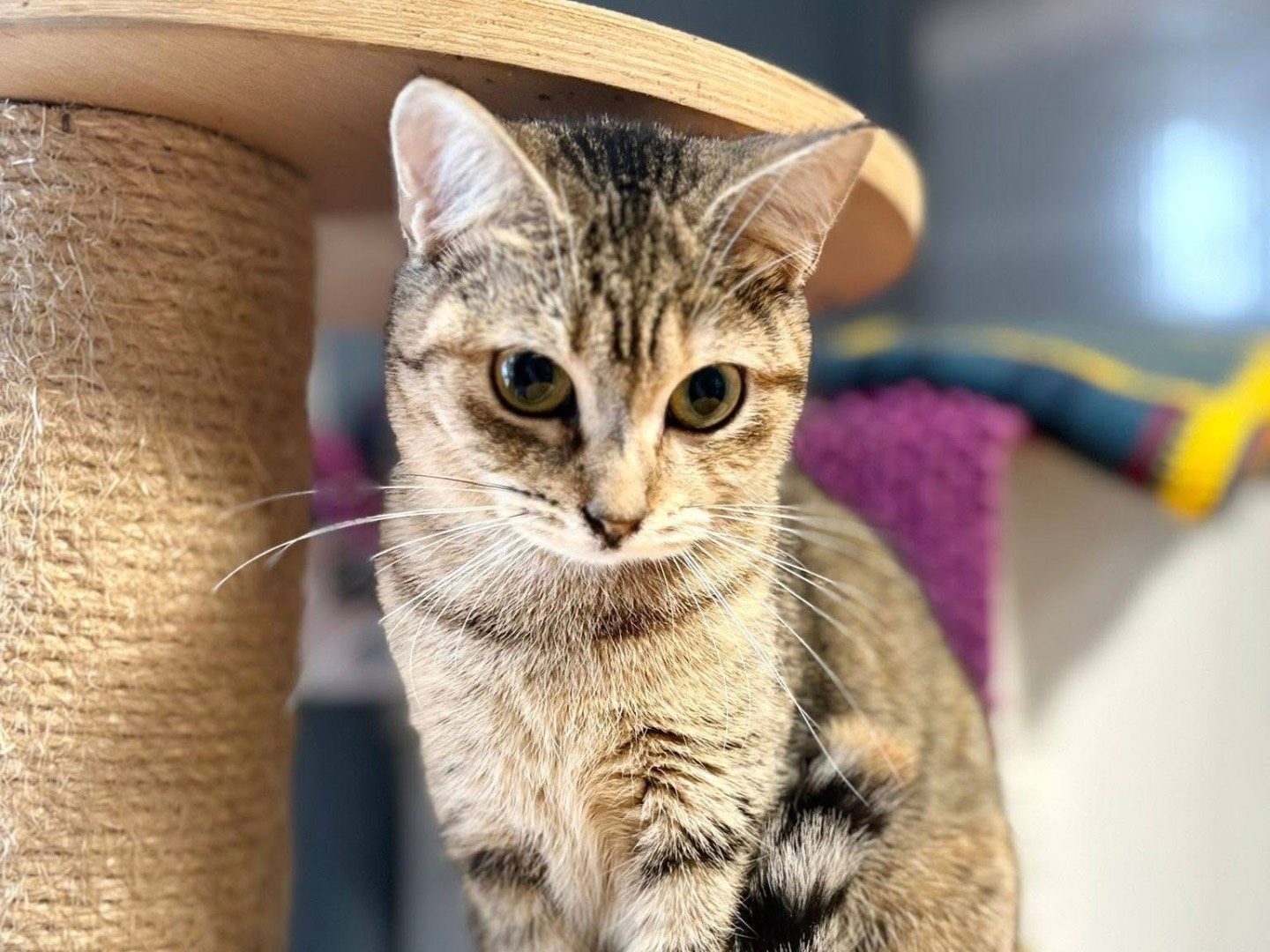 Adotta un gatto, femmina, 1 anno e 1 mese, Savona