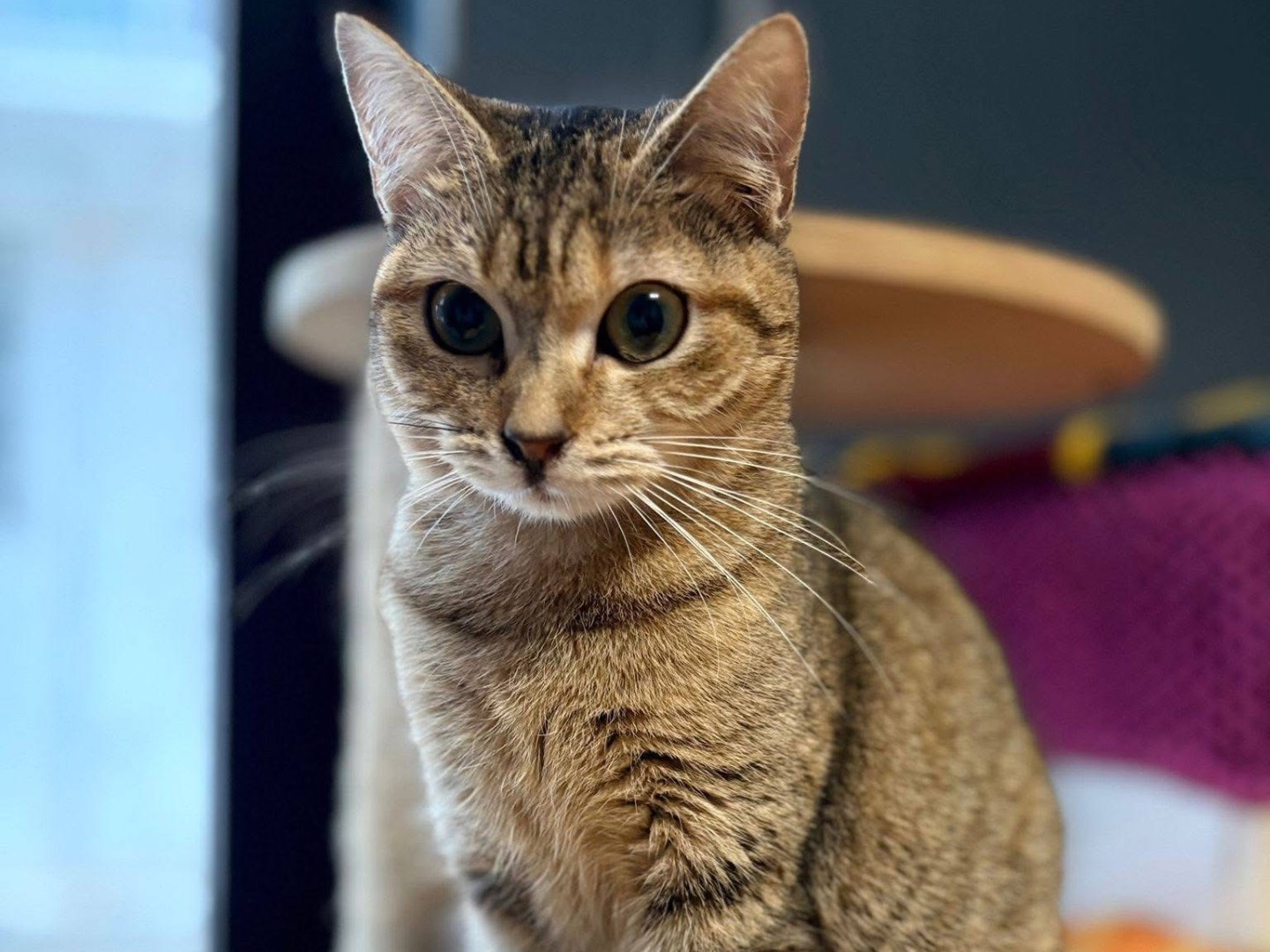 Adotta un gatto, taglia non valida, femmina, Savona