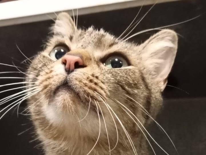 Adozione gatto, maschio, Razza sconosciuta Razza sconosciuta, 9 anni e 6 mesi, taglia non valida, Savona