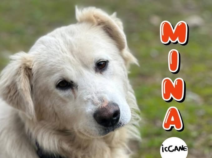 Adozione cane, femmina, Razza sconosciuta Razza sconosciuta, 1 anno e 3 mesi, taglia media, Viterbo