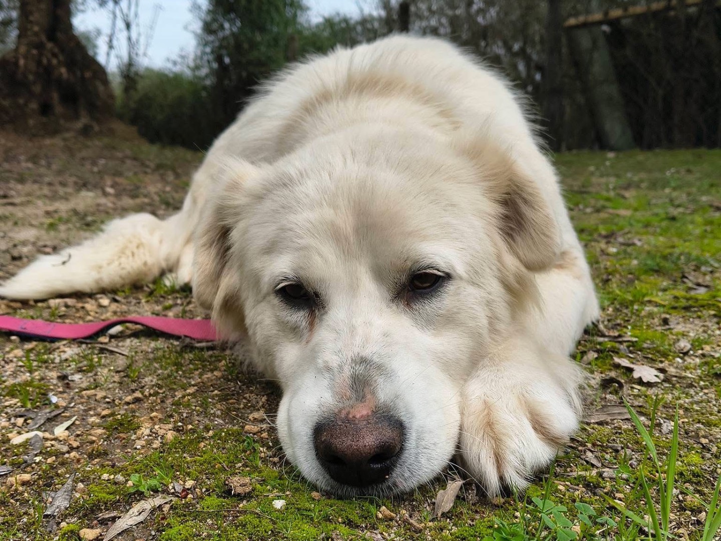 Adotta un cane, femmina, 1 anno e 3 mesi, Viterbo