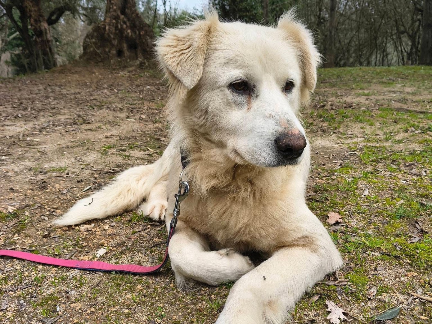 Adotta un cane, taglia media, femmina, Viterbo