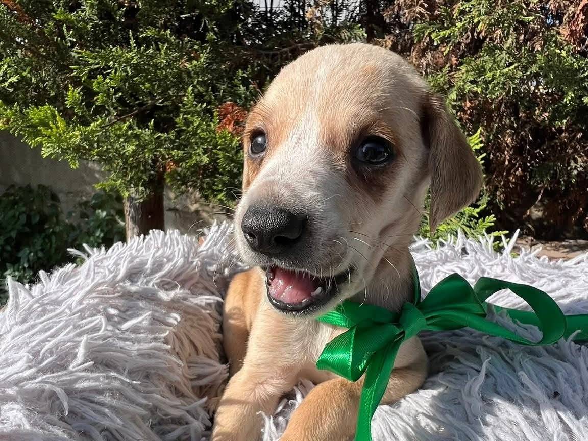 Adozione cane, maschio, Razza sconosciuta Razza sconosciuta, 2 mesi, taglia media contenuta, Siracusa
