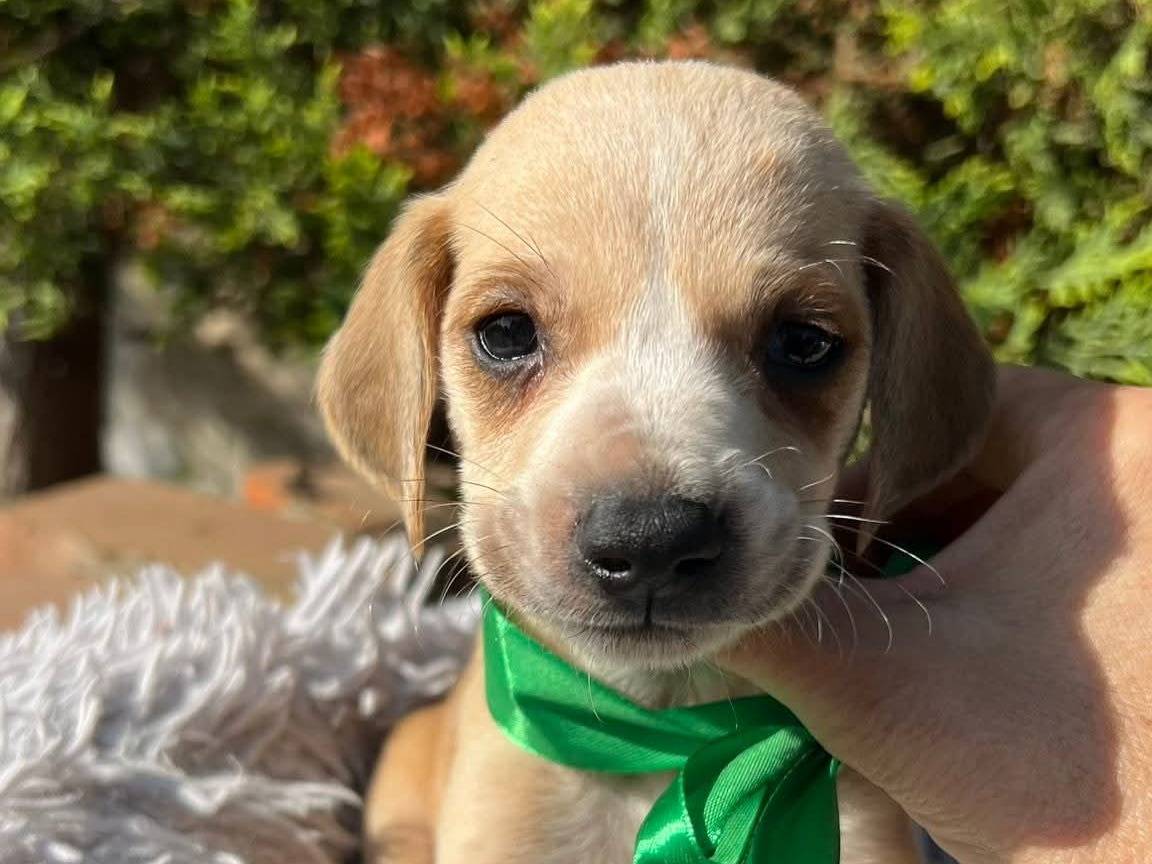Adotta un cane, maschio, 2 mesi, Siracusa