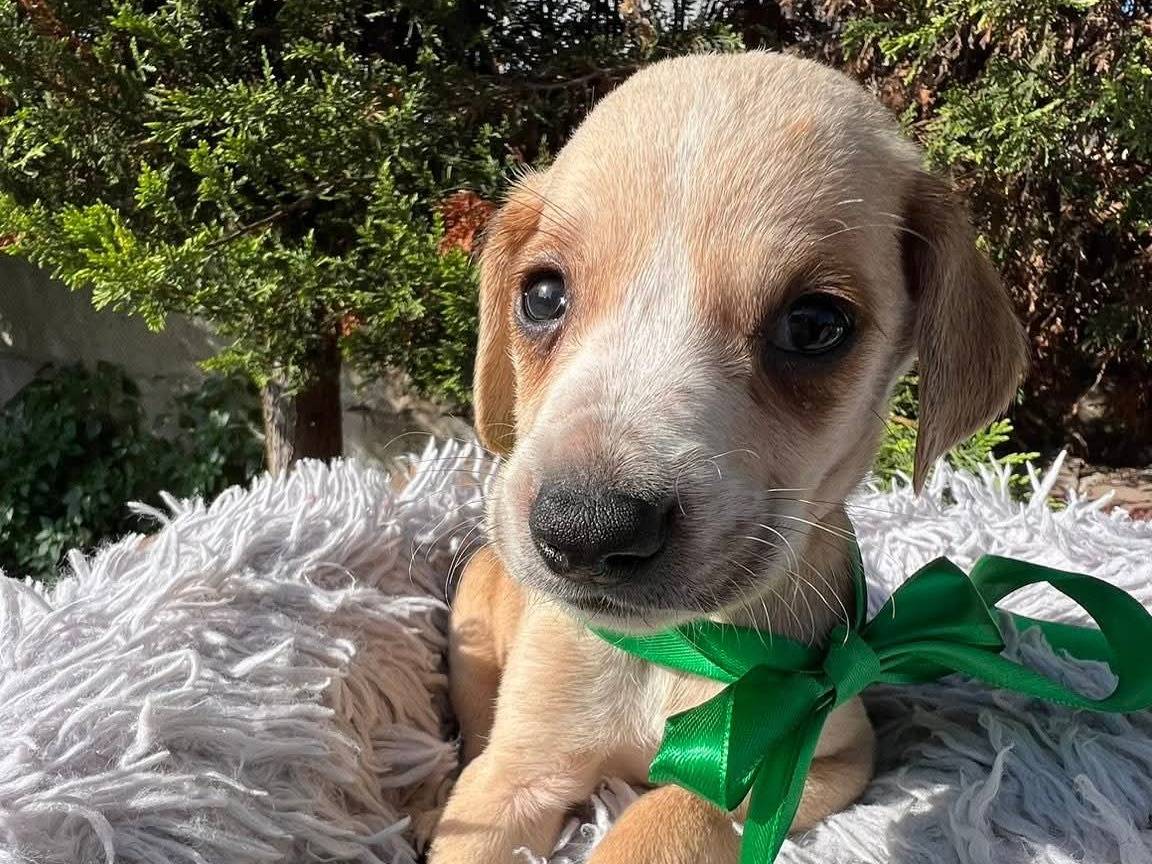 Adotta un cane, taglia media contenuta, maschio, Siracusa