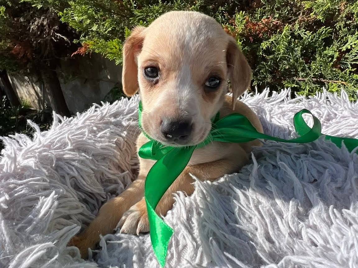 Adotta il cane CODY  a Siracusa