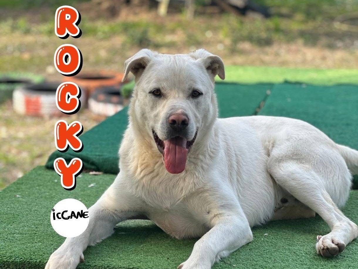 Adozione cane, maschio, Razza sconosciuta Razza sconosciuta, 3 anni e 2 mesi, taglia grande, Viterbo