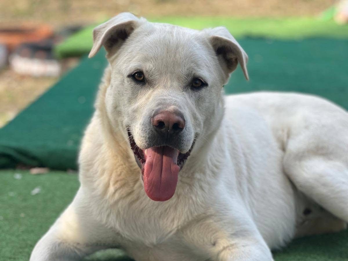 Adotta un cane, maschio, 3 anni e 2 mesi, Viterbo