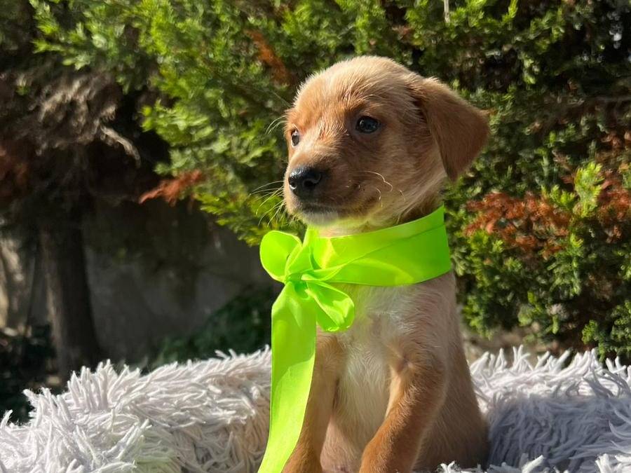 Adozione cane, maschio, Razza sconosciuta Razza sconosciuta, 2 mesi, taglia media contenuta, Siracusa