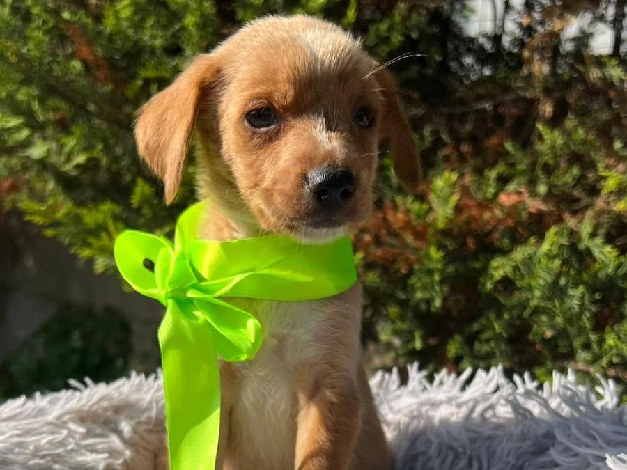 Adotta un cane, maschio, 2 mesi, Siracusa