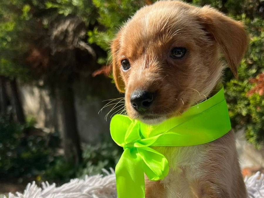 Adotta un cane, taglia media contenuta, maschio, Siracusa