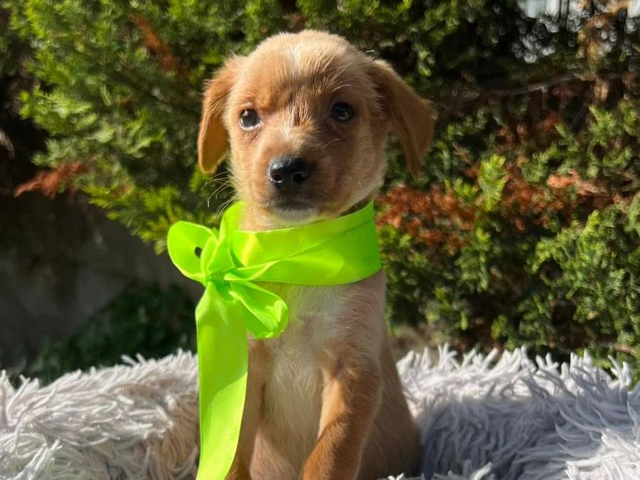 Vuoi adottare un cane a Siracusa?