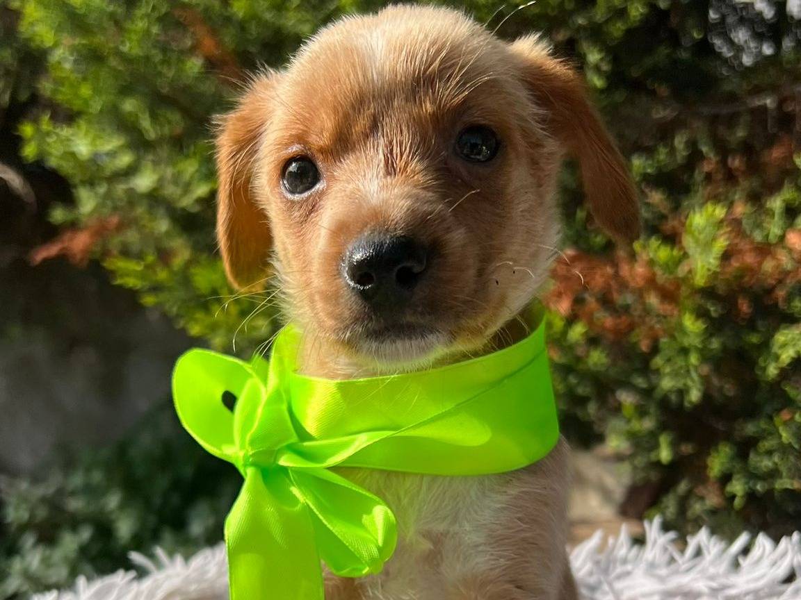 Adotta il cane BENNY a Siracusa