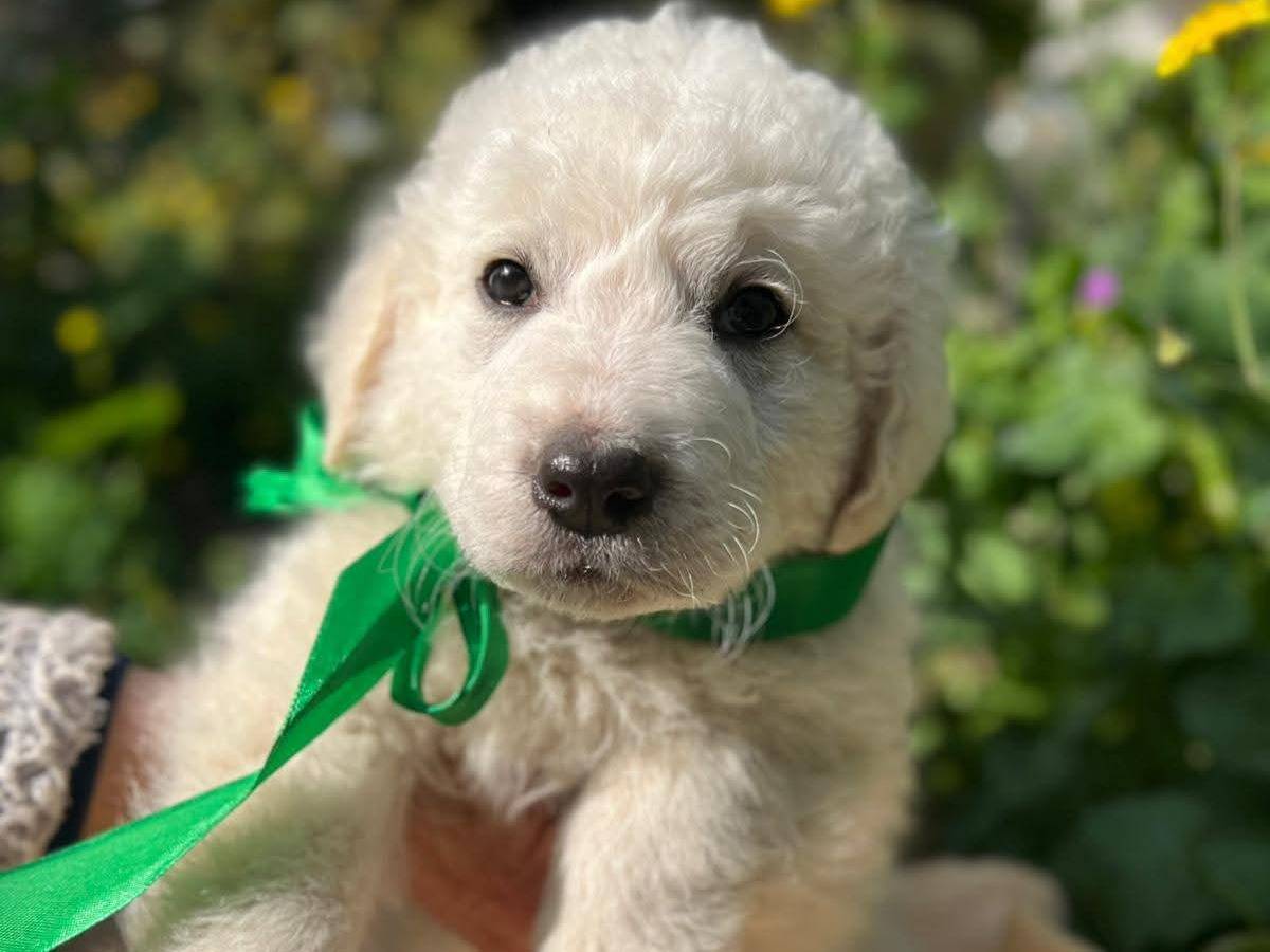 Adozione cane, maschio, Razza sconosciuta Razza sconosciuta, 2 mesi, taglia media, Siracusa