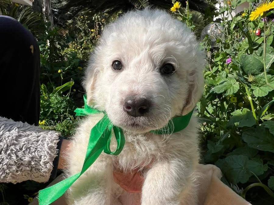 Adotta un cane, maschio, 2 mesi, Siracusa