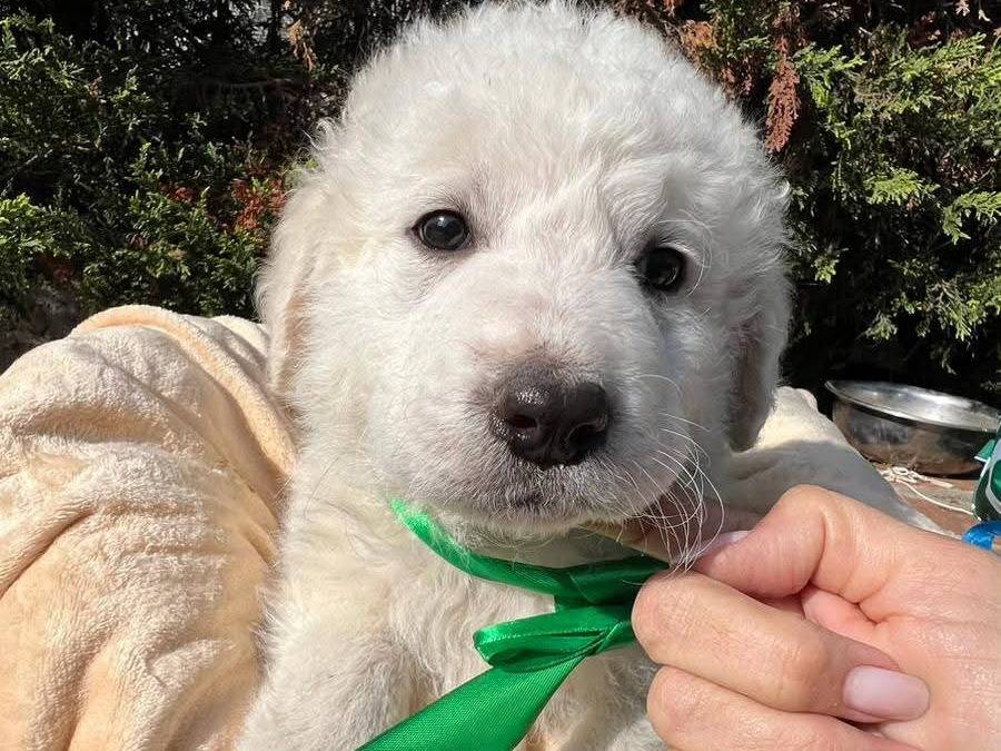 Adotta un cane, taglia media, maschio, Siracusa