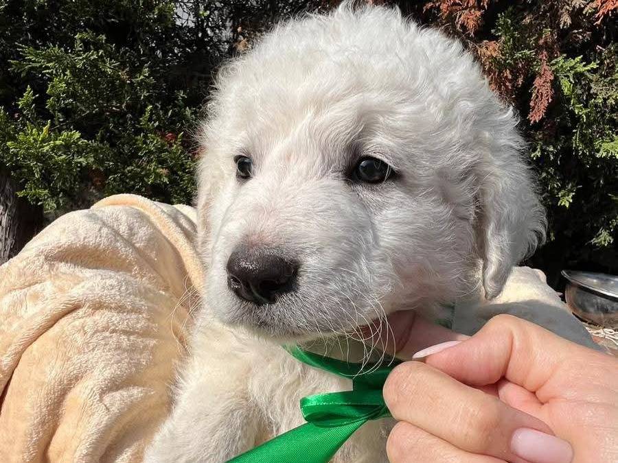 Vuoi adottare un cane a Siracusa?