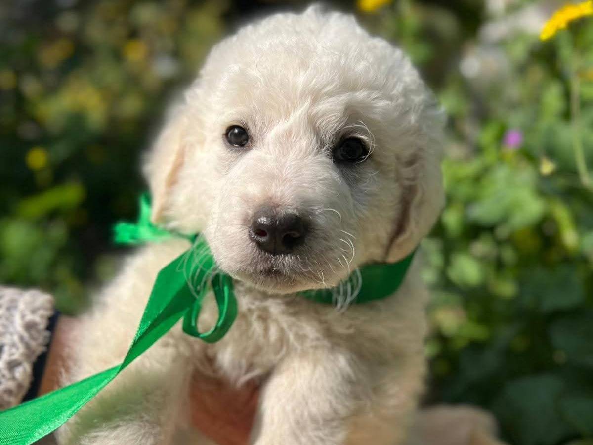 Adotta il cane FLAVIO a Siracusa