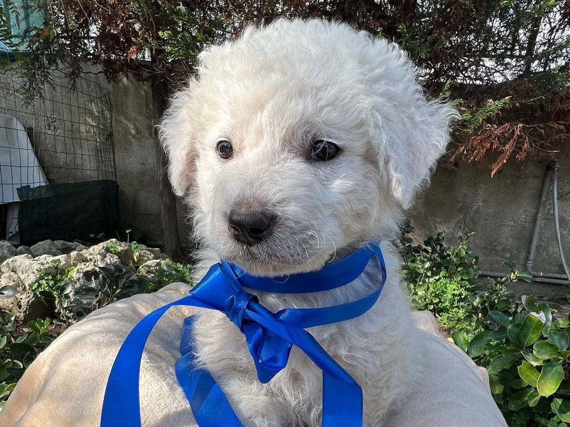 Adozione cane, maschio, Razza sconosciuta Razza sconosciuta, 2 mesi, taglia media, Siracusa