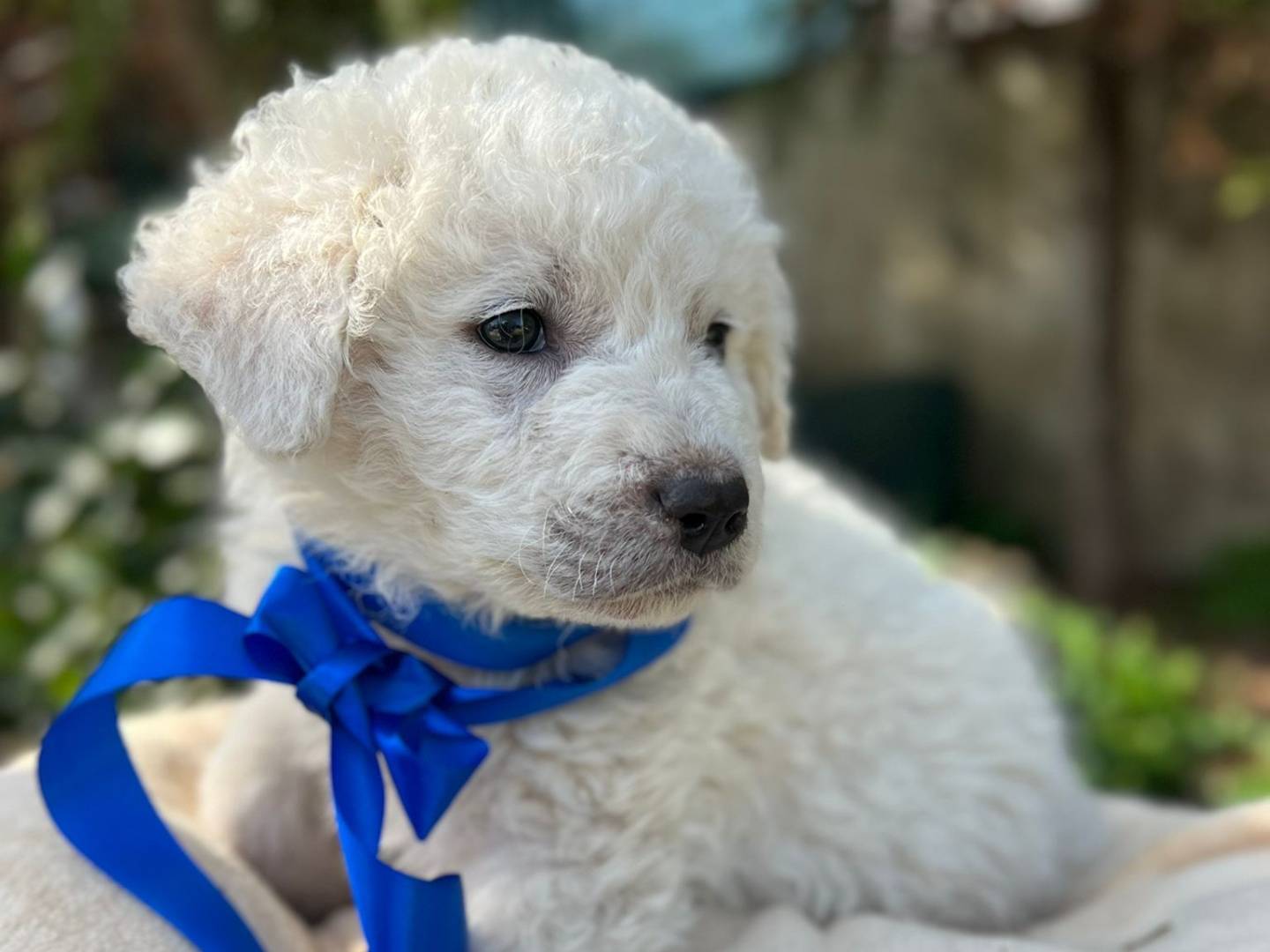 Adotta un cane, maschio, 2 mesi, Siracusa