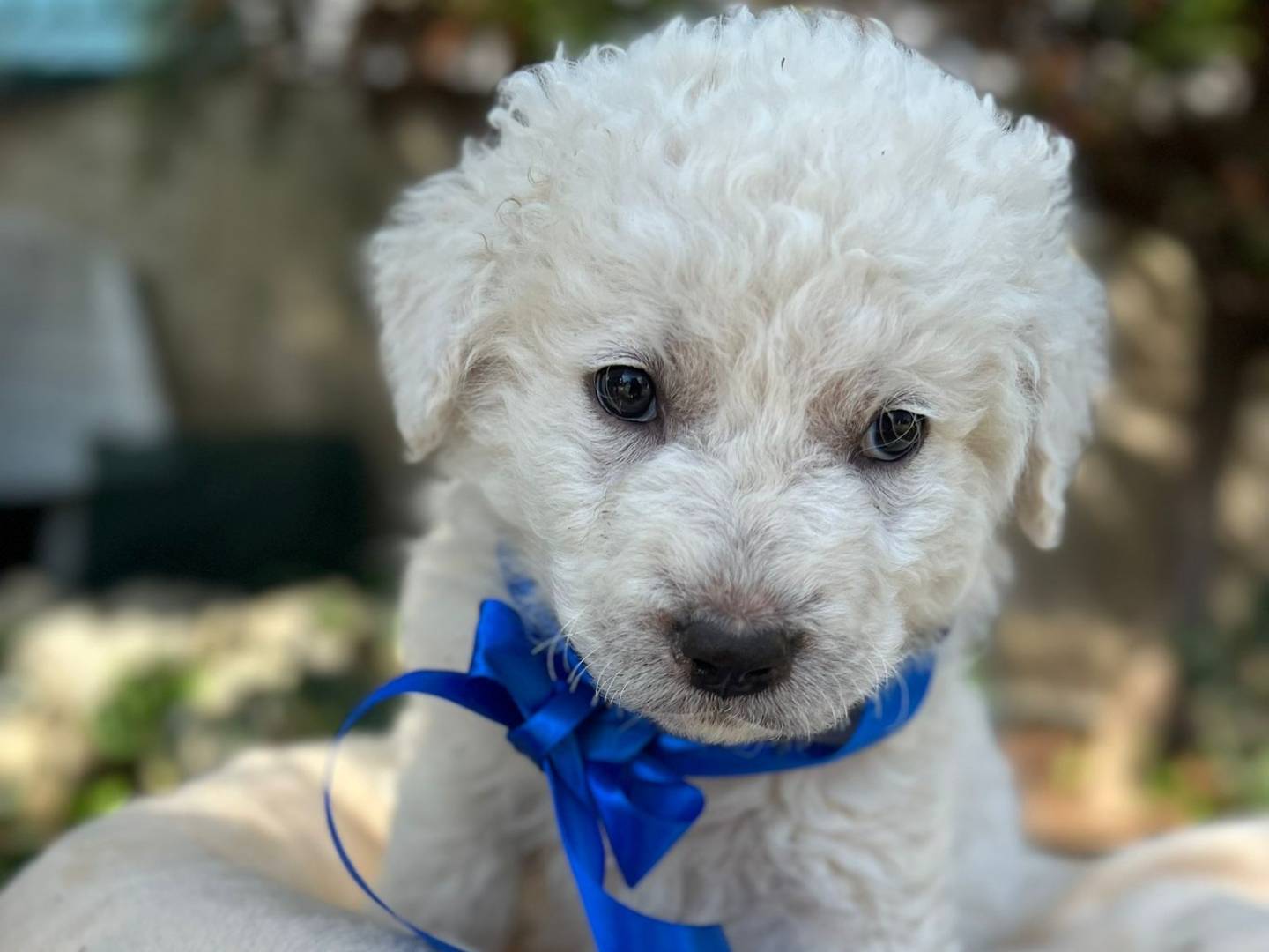 Vuoi adottare un cane a Siracusa?