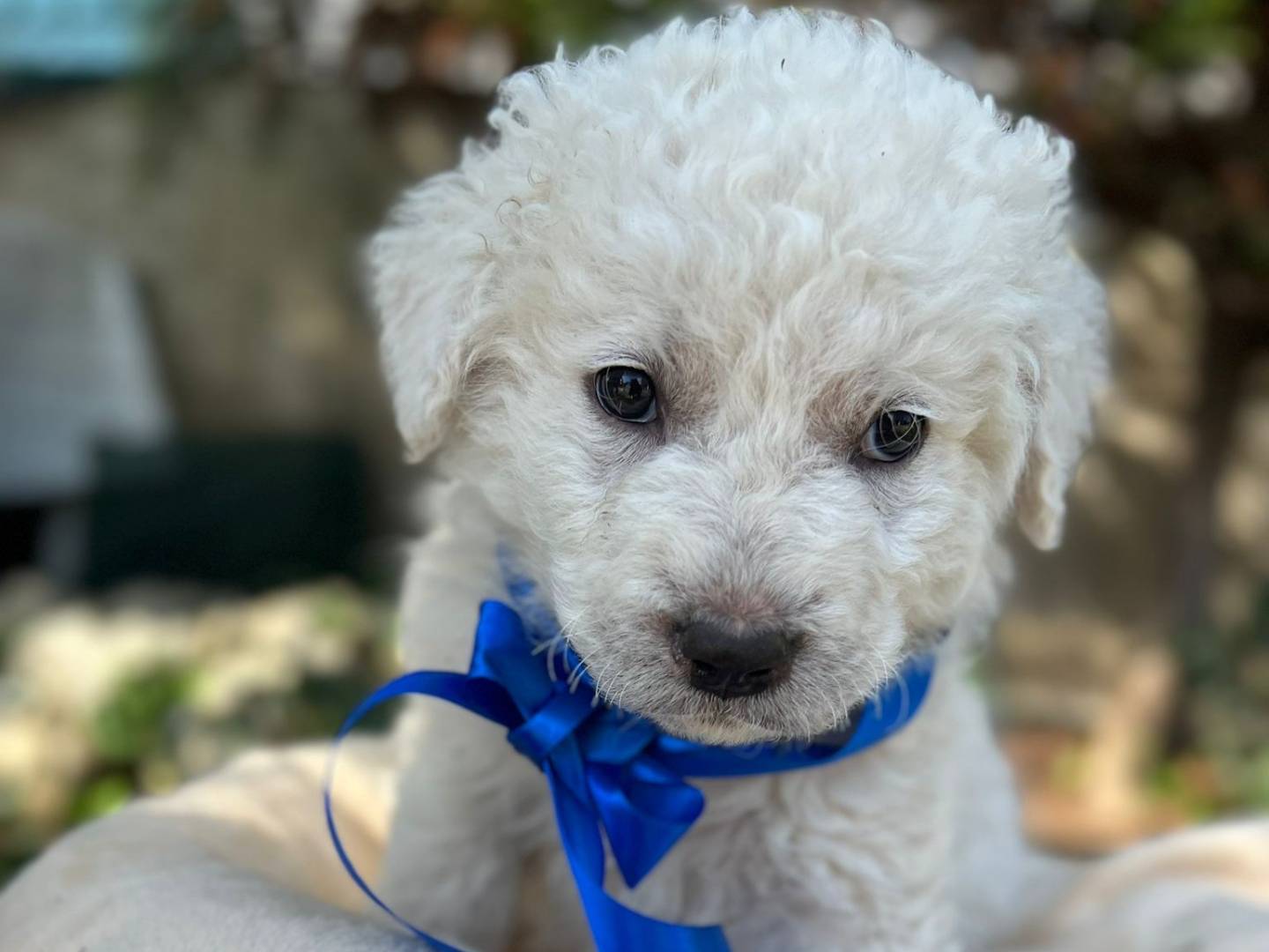 Adotta il cane ETTORE a Siracusa