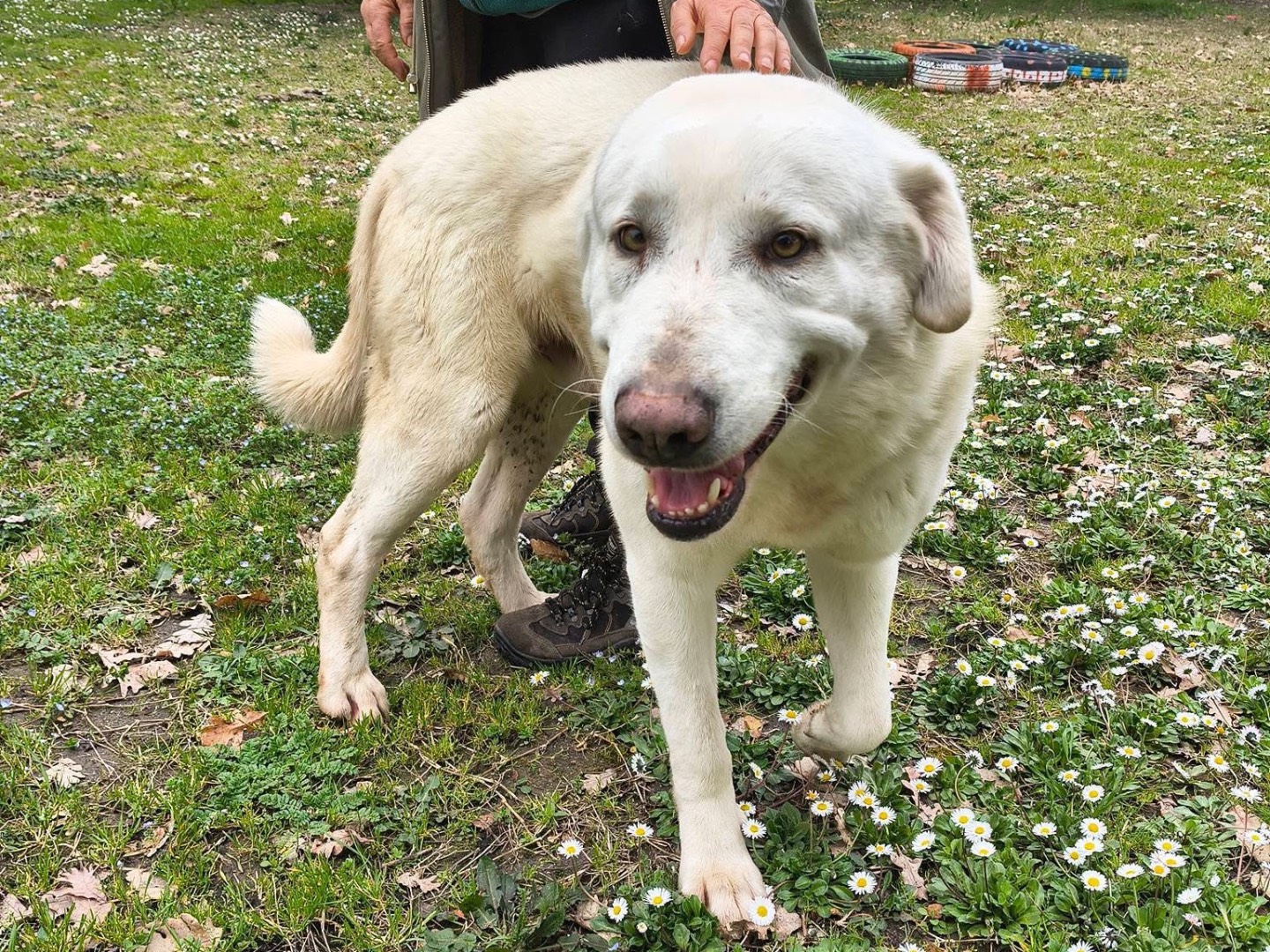 Adotta un cane, maschio, 3 anni e 2 mesi, Viterbo