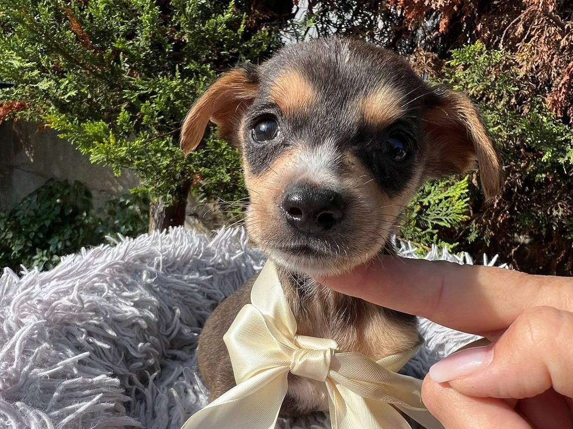 Adozione cane, maschio, Razza sconosciuta Razza sconosciuta, 2 mesi, taglia media contenuta, Siracusa